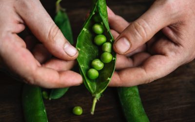Czy warto jeść zielony groszek?